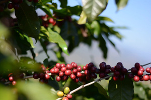 <span class=keywords><strong>Ka</strong></span> Fei Guo <span class=keywords><strong>Pi</strong></span> Cha bebida de alta calidad Arabica Beans café cereza té jugo cáscara sabor refresco bebida de café - Product Image 6