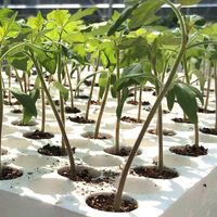 Bouchons de laine de roche ronds pour semis de tomates en serre, série UPuper CPR