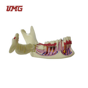 Modello di decomposizione dentale organizzazione modello di mandibola Od - Product Image 2