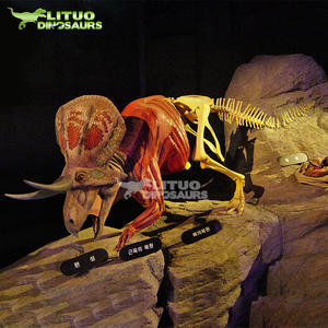 Modèles de squelette de dinosaure géant, images de géomparc, taille réaliste - Product Image 3