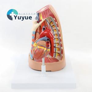 Pleura, Solunum Sistemi, Timus, Diyafram ve Kalp Entegre Anatomi Modeli - Product Image 1