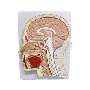 Modèle de structure crânienne à coupe sagittale étiqueté pour la communication avec les patients en clinique ORL hospitalière et l'exposition scientifique populaire ISO/ROHS/CNAS - Product Image 2