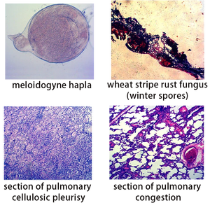 Lames de microscope de pathologie FRT2002 professionnelles, 100 pièces, fournitures éducatives, diapositives de <span class=keywords><strong>biologie</strong></span> de haute qualité - Product Image 4
