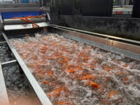 Machine automatique d'épluchage de brossage de rouleau certifiée par CE ISO pour le taro de pomme de terre gingembre patate douce homard lavage PLC moteur à engrenages