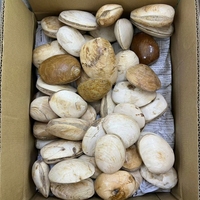 Vente en gros de cristaux de guérison de haute qualité, spécimens de coquillages fossiles pour la décoration intérieure et l'énergie