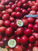 Jianfeng Cranberry Sap Poeder Oplosmiddelextractie 1% Proanthocyanidinen Voedingskwaliteit Vaccinum Macrocarpon Ait