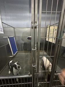 도매 하이 퀄리티 헤비 듀티 동물 복지 최첨단 동물 센터 대형 개 인클로저 하우스 사육장 케이지 - Product Image 5
