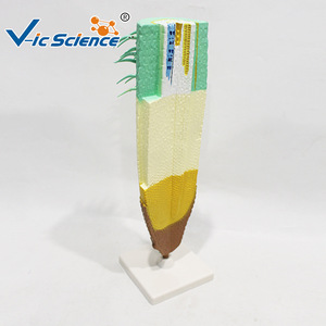 Modèle de structure de racine de maïs ; outil pédagogique pour l'enseignement de l'anatomie des racines des plantes monocotylédones. - Product Image 2