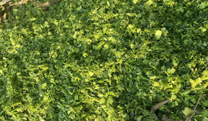 Cosechadora <span class=keywords><strong>de</strong></span> Forraje para Tractor <span class=keywords><strong>de</strong></span> Alta Resistencia y Mejor Calidad, 1400 mm, Cabezal para Maíz, Montaje Trasero - Product Image 6