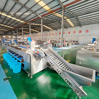 Goedkope Automatische Fruitgroente Sorteermachine Aardappeltomaat Sortering Productielijn Dateert Fruit Appelkwaliteit Sorteermachine
