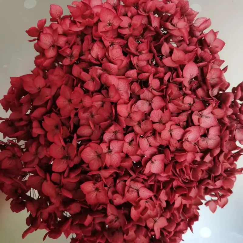 زهرة آنا الكوبية الطازجة المحفوظة من مواد ذاتية الصنع ، الكوبية الملونة التي تدوم إلى الأبد مع فروع