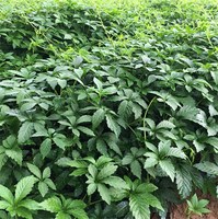 Jiao Gu Lan – Meilleur Prix, Haute Qualité, Gynostemma Pentaphyllum, Herbe Naturelle en Vrac, Thé Jiaogulan