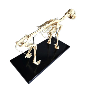 Modelo animal de biología de <span class=keywords><strong>esqueleto</strong></span> <span class=keywords><strong>canino</strong></span> de perro de ciencia médica para enseñanza de Escuela Veterinaria - Product Image 2