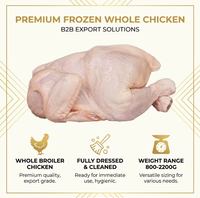Pollo Entero Congelado Halal al por Mayor, Pollo Entero Congelado para Exportación, Desplumado y Limpiado, Carne de Aves