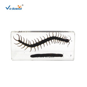 Especímenes encolados de centípedas y milípedas; especímenes encolados para materiales didácticos de biología en escuelas primarias y secundarias. - Product Image 2