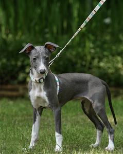 Nuevo estilo, moda de lujo, respetuoso con el medio ambiente, fácil de caminar, perro, gato, estilo H, juego de arnés y correa para perros, cuerda de plomo ajustable de 1,2 m - Product Image 1