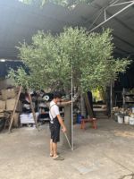 Olivier artificiel en fibre de verre de haute qualité, ultra-réaliste, toucher naturel, 350 cm, pour le Nouvel An
