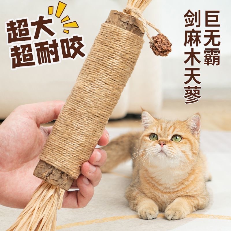 Unpackaged, 4.5-6cm thick, 40cm long extra-large size of *Polygonum hydropiper* (1 piece)