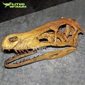 Crâne <span class=keywords><strong>de</strong></span> Vélociraptor réaliste, fossiles <span class=keywords><strong>de</strong></span> musée - Product Image 3