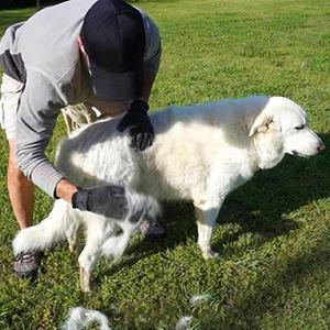 Guanto per la toelettatura eco-friendly per il massaggio del bagno per cani - Product Image 4