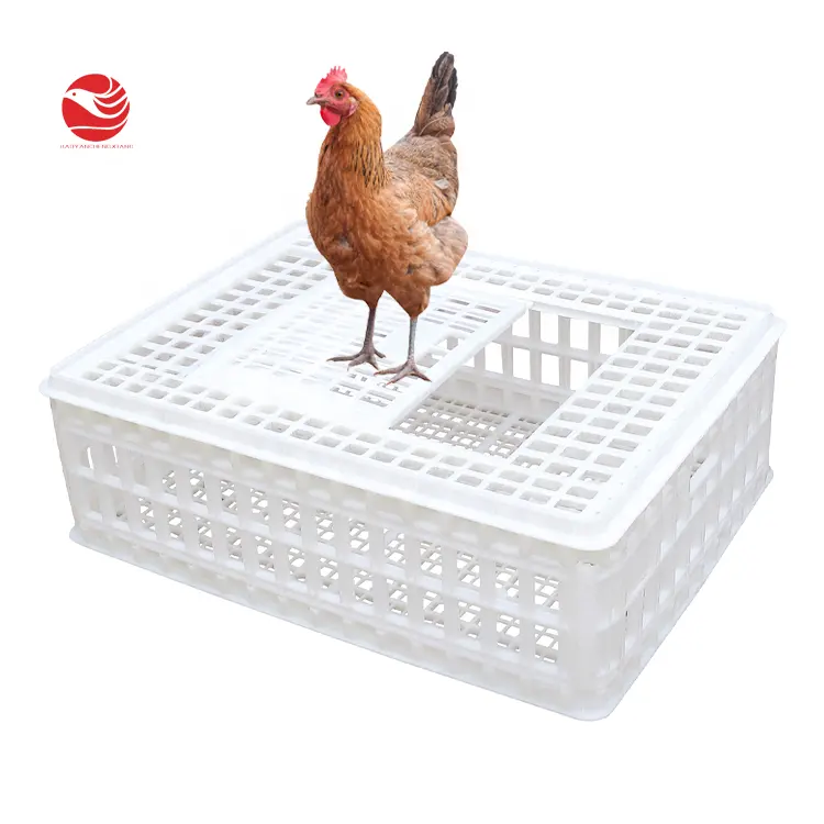 755*555*250mm सस्ते लाइव चिकन पिंजरे चिकन पिंजरों प्लास्टिक मुर्गियाँ के लिए बक्से