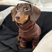 Pull en tricot à col roulé pour petits chiens, marron côtelé en polyester avec rayures menthe, tenue chaude d'hiver à deux pattes, 6 tailles
