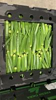 Boîte de gombo frais PP emballant des boîtes de légumes de stockage de fruits en plastique ondulé