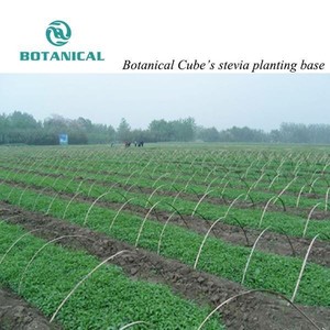 Halal giấy chứng nhận Stevia lá Chiết xuất 90% steviol glycosides - Product Image 3