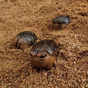 Statue de grenouille grincheuse et queer, statue de décoration de jardin extérieur moche et en colère, décoration de maison amusante et originale, sculpture unique, cadeau - Product Image 5