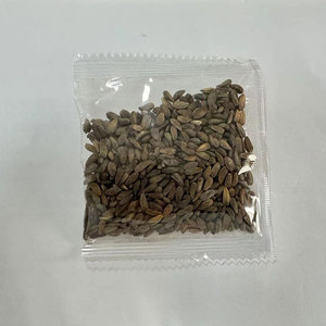 Variété de marguerites africaines d'origine, complètes et faciles à cultiver, pour la décoration des jardins fleuris, des cours et des espaces extérieurs - Product Image 6
