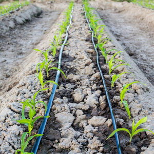 Linea di gocciolamento del vigneto 0.2mm 40cm spaziatura-innaffiatura profonda della radice per la vite - Product Image 3