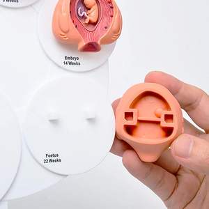 Science médicale 21 pièces modèle de développement d'embryon utérin, assemblage de processus de croissance d'organe fœtal, éducation assistée de fertilité - Product Image 2