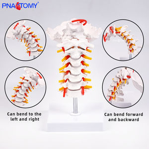 Fleksibel 7-segmen tulang belakang serviks & <span class=keywords><strong>Model</strong></span> tulang okcipital untuk simulasi fleksi serviks dalam sains medis - Product Image 5