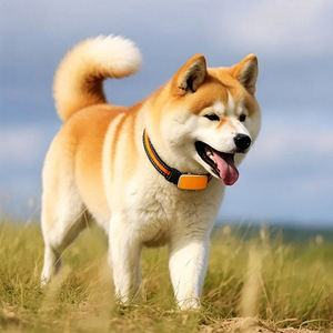 Moniteur de santé intelligent pour animaux de compagnie, traceur GPS, collier pour chien, suivi en temps réel 4G, étanche IP67, surveillance de la fréquence cardiaque, écran LCD, 1 an - Product Image 1