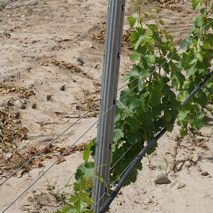 Paletti per vigneto in metallo zincato a caldo supporto per la vite a bassa manutenzione per il sistema a traliccio frutteti allevamenti di calore di pressione - Product Image 4