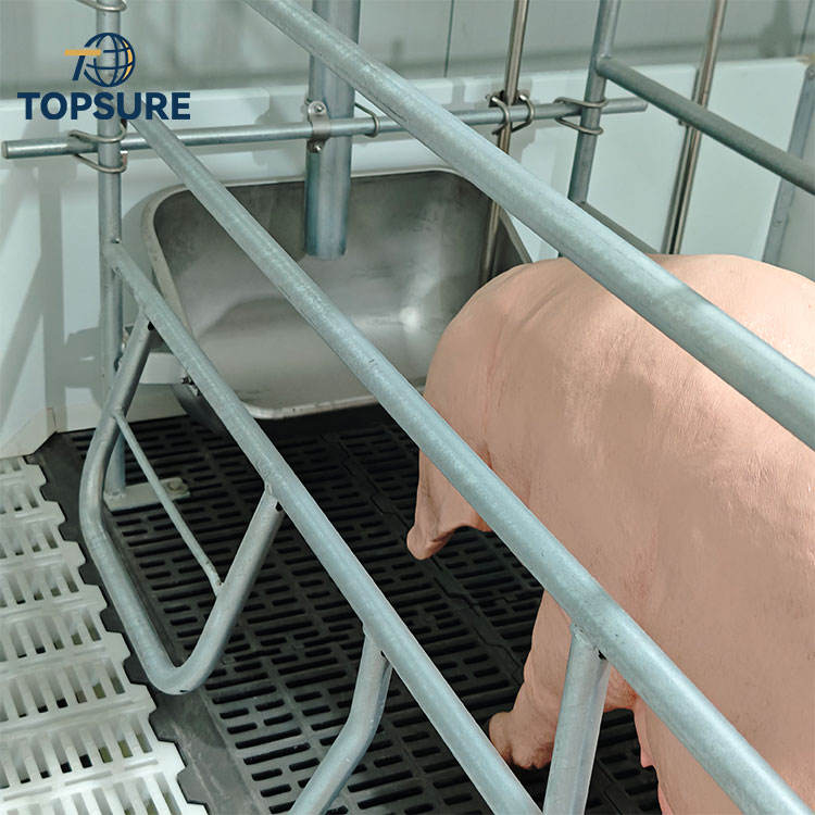 Pig Reproduction System Sow Farrowing Crate Delivery Bed Obstetric ...