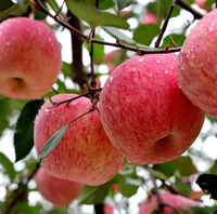 Export Grade 2020 Nieuwe Crop Verse Rode Fuji Apple Fruit Honeycrisp
