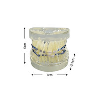 YOUYA DENTAL Nouveau Modèle Anatomique d'Orthodontie Dentaire pour l'Enseignement en Sciences Médicales, avec Supports Dentaires Standard en Résine, 2 Couleurs TM-212-A/B