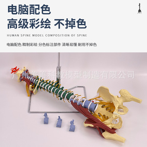 Modèle de colonne vertébrale coloré pour adultes de 80 cm avec muscles, échelle 1:1, colonne vertébrale humaine, cervicale, thoracique, coccyx et bassin - Product Image 5