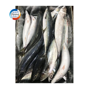 Giá tốt nhất bán trên đông lạnh toàn bộ Thái Bình Dương Cá Thu cá Tên khoa học scomber japonicus Chất lượng cao Cá - Product Image 6