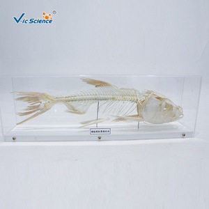 Especímen de esqueleto anatómico de carpa de cabeza grande; esqueleto completo de pez de agua dulce; equipo didáctico para laboratorio universitario. - Product Image 3