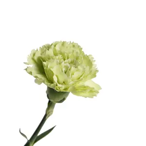 Una qualità con un prezzo più basso naturale fresco fiore tagliato garofano fiore dorato fiori sfusi esportazione giglio per la decorazione della festa in casa