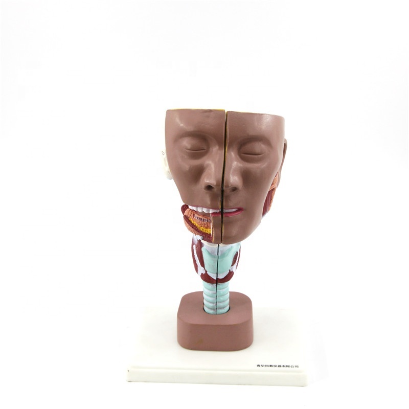 New Style Human Head and Neck