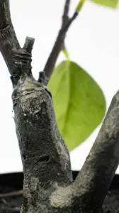 90 ס""מ יצרן עיצוב גן משי השאירו מלאכותי פלסטיק מדומה צמחים שזיף משולש בוגנוויליה ספוטבליס גלאברה