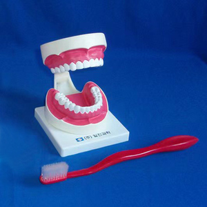Enseñanza de dentistas demostración modelo de dientes de cuidado dental de plástico para suministro educativo - Product Image 2