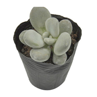 Macetas de Plástico Negras para Cultivo de Lechuga, Macetas de Vivero Personalizadas, Macetas Suaves