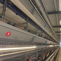 Système de cages à poulets en couches de type H professionnel pour élevage avicole, cage à batterie automatique pour 1000 à 5000 oiseaux