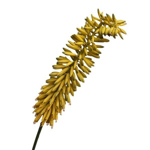 Fleur artificielle haut de gamme K40 en plastique souple au toucher tropical, type roseau queue de phénix, pour la décoration de vitrines d'hôtels et de magasins - Product Image 6