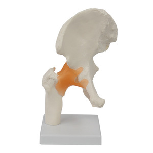Modèle fonctionnel de l'articulation de la hanche ; modèle de squelette humain à des fins pédagogiques - Product Image 4
