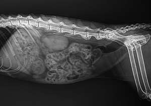 جهاز أشعة سينية رقمي متعدد الوظائف للطب البيطري، جهاز أشعة سينية طبي للحيوانات، جهاز أشعة سينية للكلاب والقطط والحيوانات الأليفة - Product Image 4